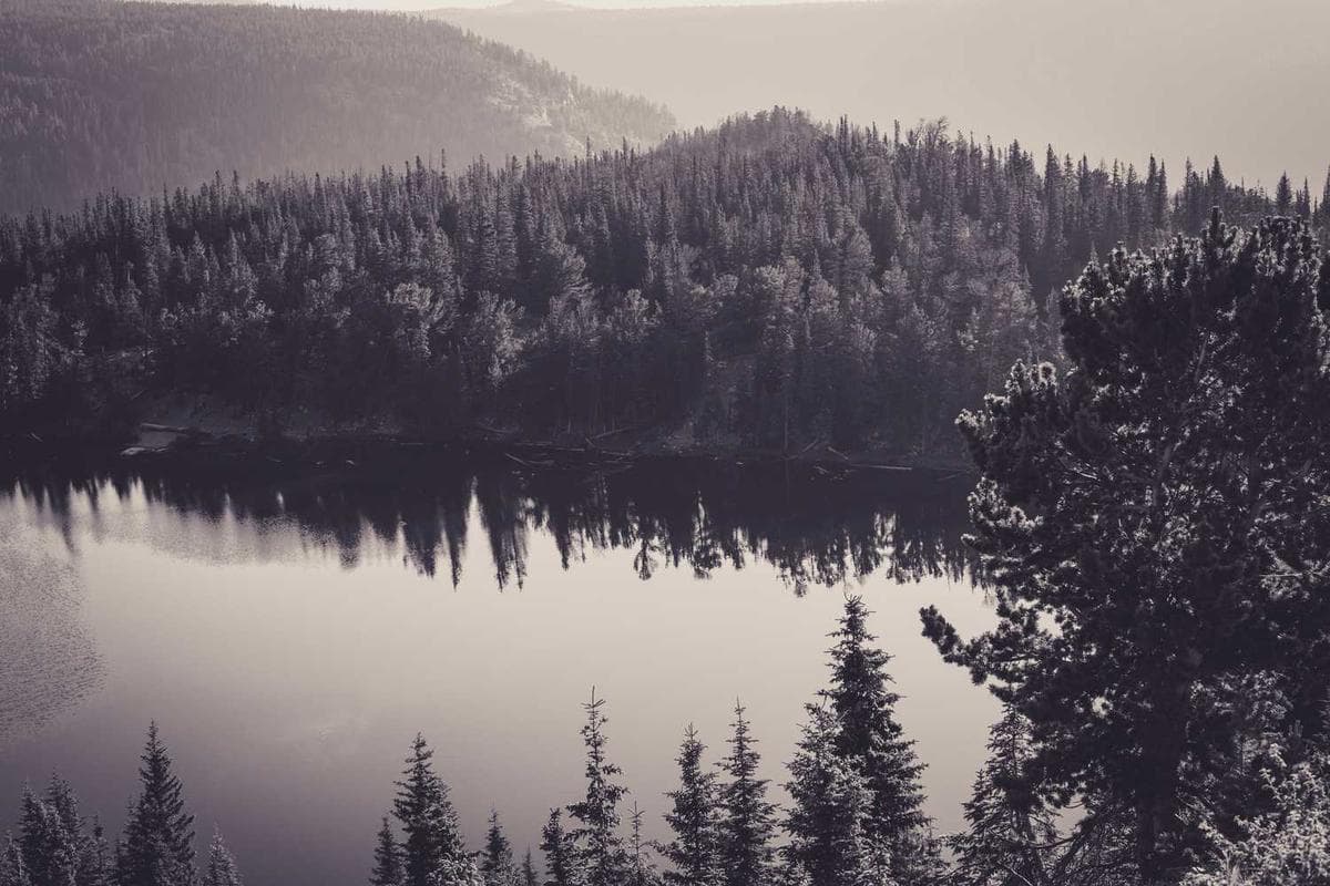 The ancient forest was shrouded in mystery